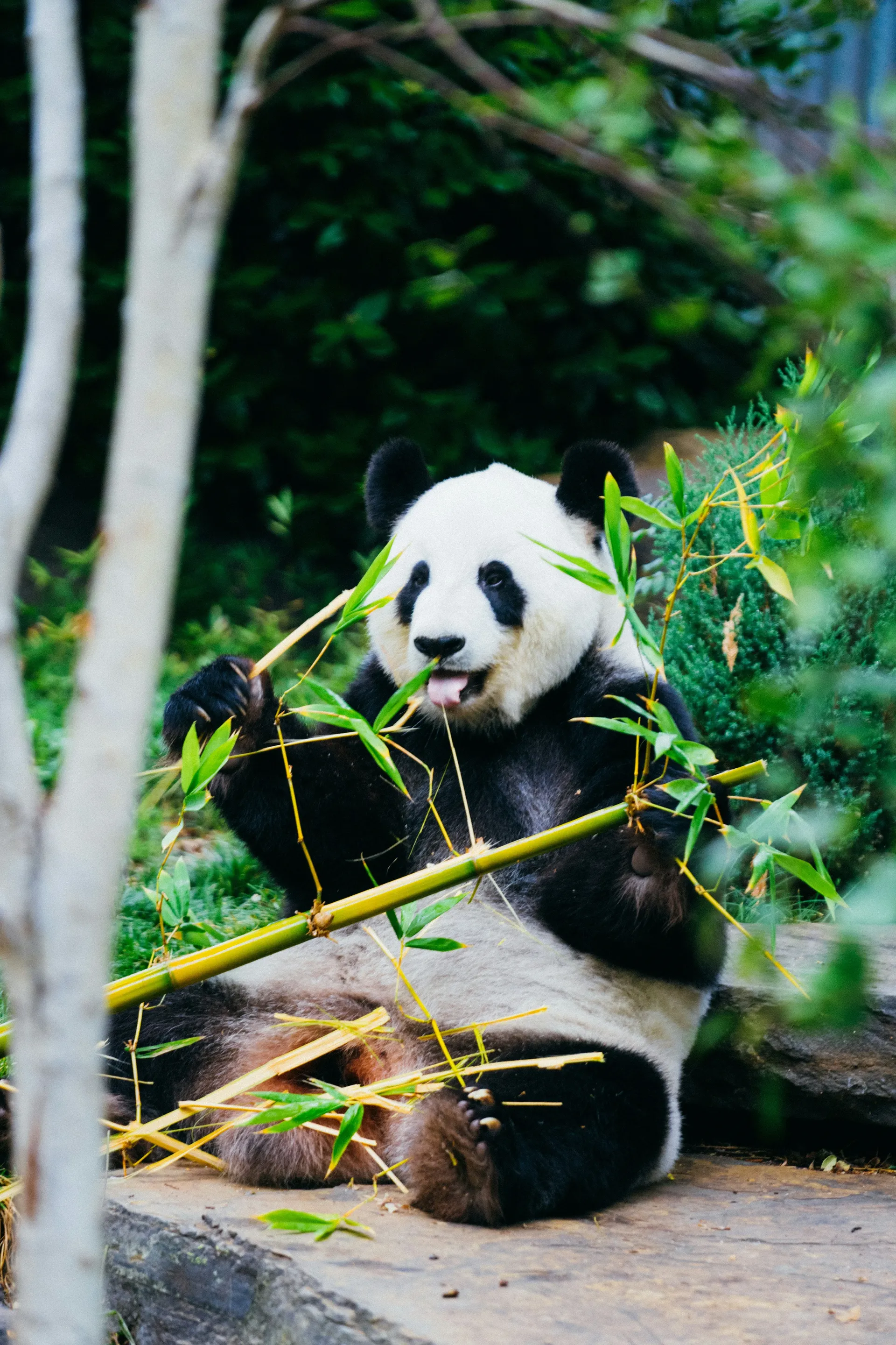 A giant panda eating bamboo at the Chengdu Research Base of Giant Panda Breeding