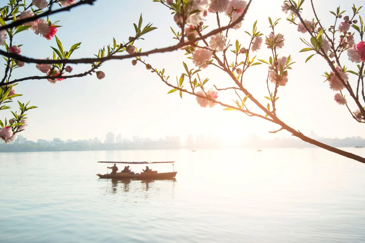 Cherry blossoms framing a boat on West Lake in Hangzhou during spring